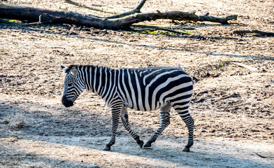 zoo zebra © Nina