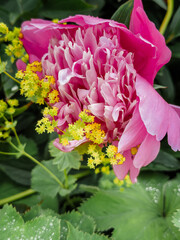 Cluster Of Pink Double Peony Blooms Nestled In Green Foliage. High quality photo