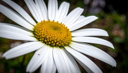 A close-up view of a vibrant daisy flower showcasing its intricate petals and yellow center