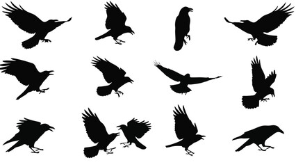 Obraz premium Black Silhouettes of Ravens and Crows in Flight and Perching Action