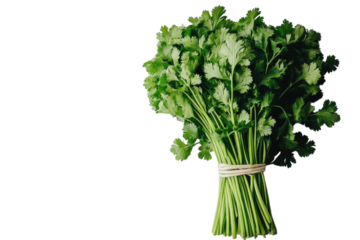 Minimal food presentation of fresh basil leaves on bright white surface isolated on transparent background