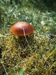 Mushrooms grow in the forest, the redhead, a mushroom from the genus Leccinum. Selective focus. Food. High quality photo