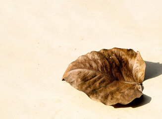 Close-Up of a Dry Brown Leaf on Light Surface