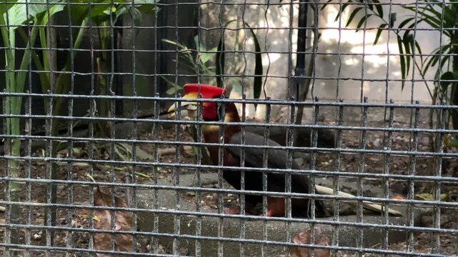 Bird in a cage. Buceros hydrocorax Rufous hornbill Philippine hornbill kalaw philippines