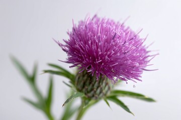 Purple thistle flower with dew drops on white background