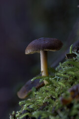 Fototapeta premium Macro de Macrocystidia cucumis en el bosque con iluminación tenue y fondo oscuro desenfocado.