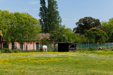 White horse and brown donkey peacefully feeding in the spring field