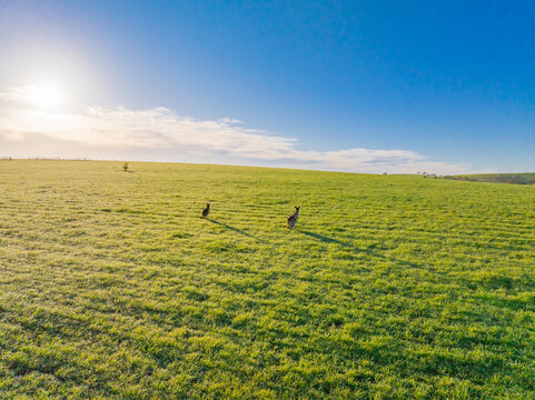 Aerial view of kangaroos bounding across a vibrant green field under a bright, expansive blue sky, the sun casting long shadows across the landscape, Tanunda, South Australia, Australia.