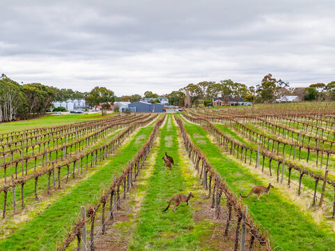 Aerial view of kangaroos bounding through the verdant rows of a vineyard, under a soft, overcast sky, Tanunda, South Australia, Australia.