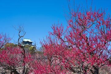 快晴の大阪城の梅林（2023年）