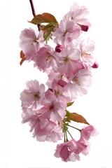 Pink Cherry Blossoms Branch Against White Background