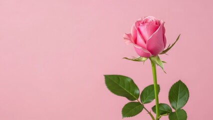 Obraz premium Single pink rose on pink background