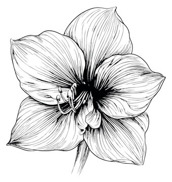 Hand drawn line art illustration of an amaryllis flower depicting blooming detail for botanical design