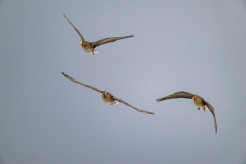 Dynamischer Flug von drei Blässgänsen in variierenden Flügelpositionen © Frank