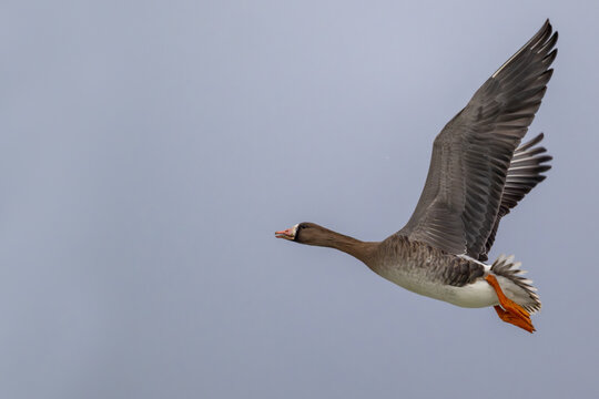 Nahaufnahme einer fliegenden Bl&auml;ssgans