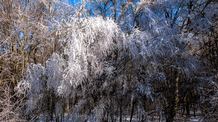 Aerial view of frost-covered trees in Dobrovat Forest, Iasi County, Romania