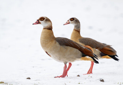 Nilg&auml;nse im Winter, Paar auf schneebedeckter Wiese