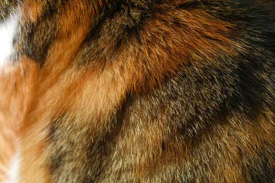 Cat fur texture background. Calico or tortoiseshell cat fur background. Pet hair or coat texture.