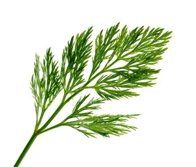 Fototapeta premium Close-up of a vibrant green, feathery leaf against a stark black background