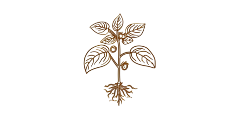 A detailed image of a plant with golden brown outlines and a black background
