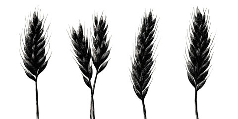 Four stylized renderings of wheat or grain stalks with detail and texture. On a black background