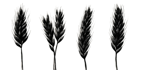 Four stylized renderings of wheat or grain stalks with detail and texture. On a black background