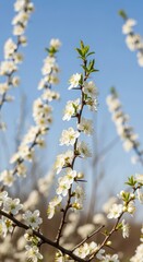 Delicate white wild sloe blossoms cover thorny branches, signaling the arrival of vibrant spring warmth and renewal after the cold season, tree, garden, flora