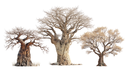 Three large, bare trees with thick trunks and spreading branches, isolated on a black background