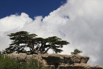 Majestic Cedar of Lebanon on a Rock