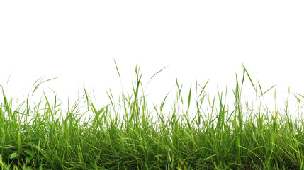 Obraz premium Lush green grass, isolated on a transparent background