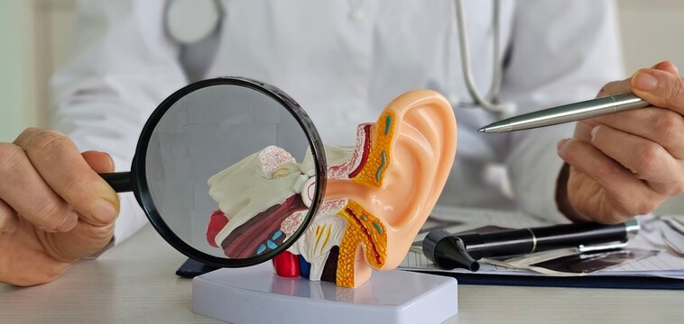 Anatomy of the ear and ear diseases