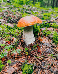Single beautiful Boletus pinophilus (Pine Bolete lub Pinewood King Bolete) in autumn. High quality photo