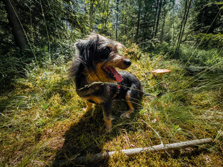 A dog gazes thoughtfully at the lush landscape bathed in soft, warm light. This elegant dog blends perfectly into the autumn landscape. High quality photo