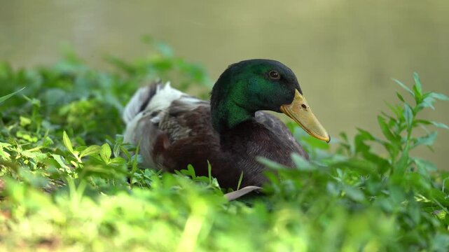 Grown-up Duck Looking at the Camera
