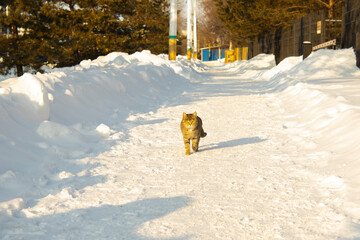 Brown Tabby Cat Walking Towards Camera on Sunlit Snowy Sidewalk © Andrey