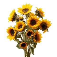 Dried Sunflower Bouquet On White Background
