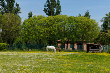 White horse and brown donkey peacefully feeding in the spring field