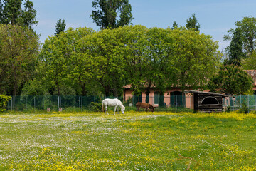 White horse and brown donkey peacefully feeding in the spring field
