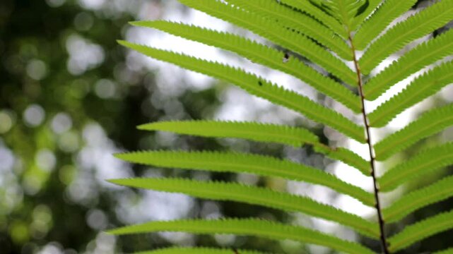 Low angle view of tall tropical fern trees in a lush forest