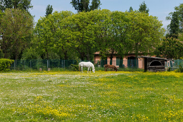 White horse and brown donkey peacefully feeding in the spring field