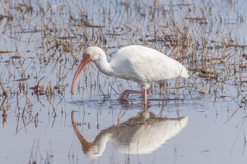White ibis in the water