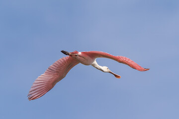 Roseate spoonbill in flight