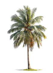 Digitally isolated palm tree with a black background, featuring trunk, fronds, and coconuts