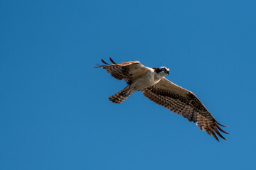 Obraz premium Osprey Flying in Clear Blue Sky Over Florida