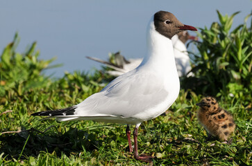 Obraz premium Mouette rieuse