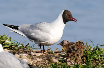 Obraz premium Mouette rieuse