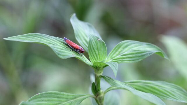 Close up of a red insect perched on green leaves in the garden