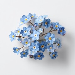 Delicate Blue Forget-Me-Not Flowers On White Background