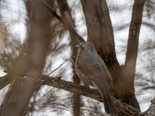 A woodpecker seen through a crack in a tree