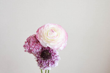 ラナンキュラスとスカビオサ